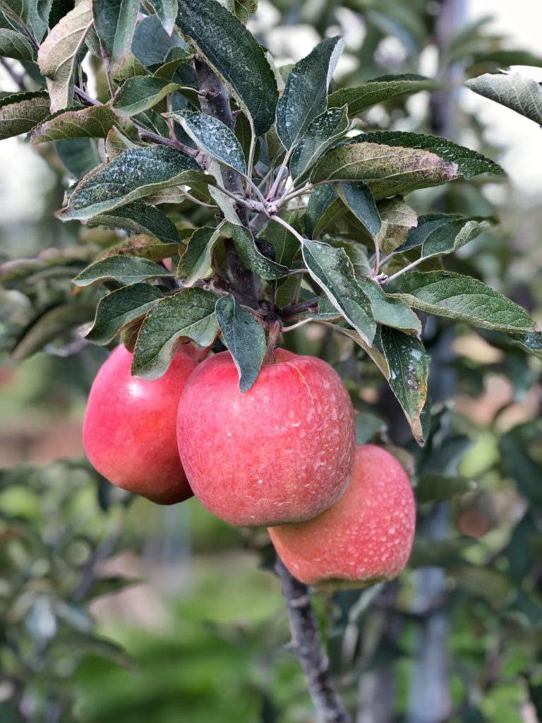 Three apples hanging on a tree