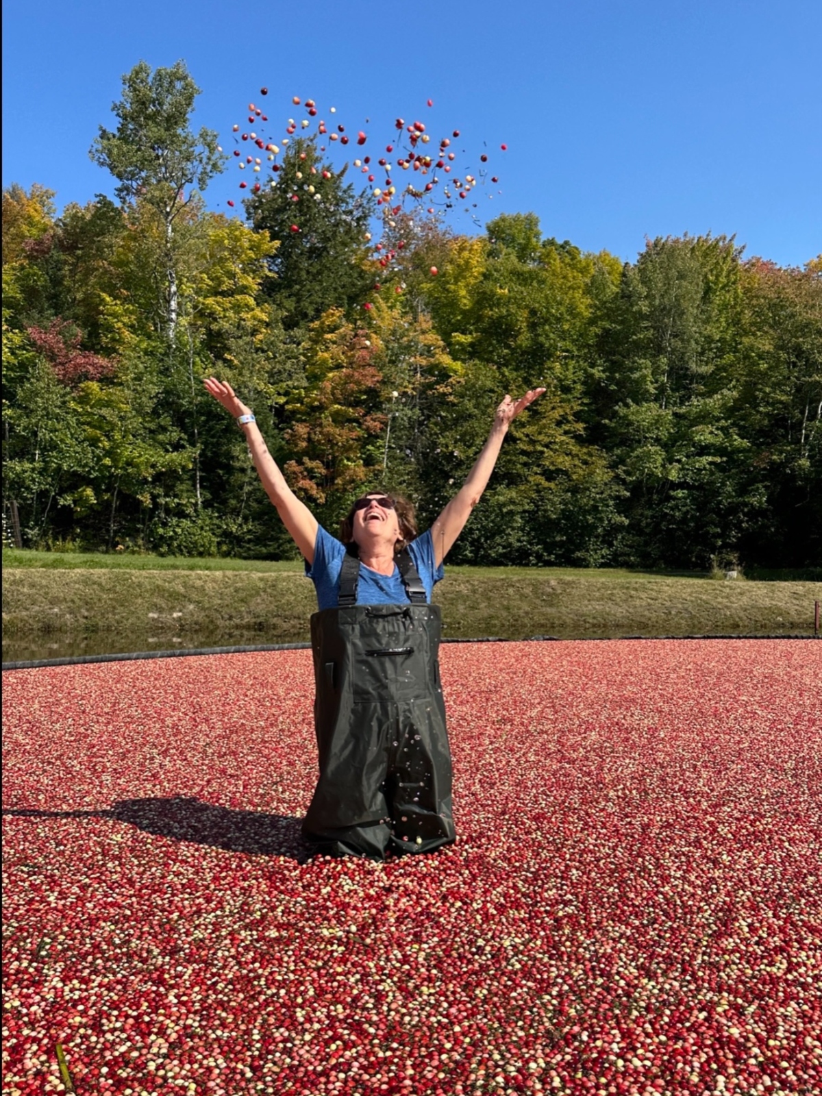 Cranberry bog with person in it throwing cranberries.